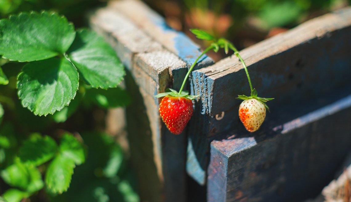 Frutas que puedes cultivar orgánicamente en tu jardín