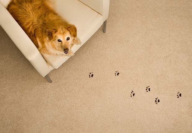 Manchas de perro en el tapete - Arreglos de pequeños accidentes de la casa