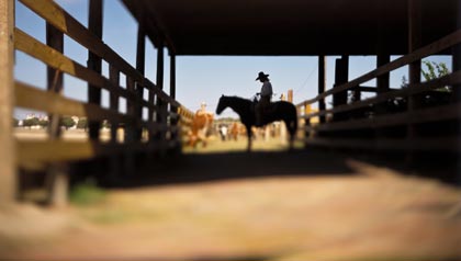 Great sunny places to retire- a cowboy in fort worth, texas
