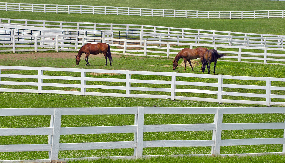 Horses In A Fenced In Field, Grass, Lexington, Kentucky, Livable Communities, Great Cities For Older Adults