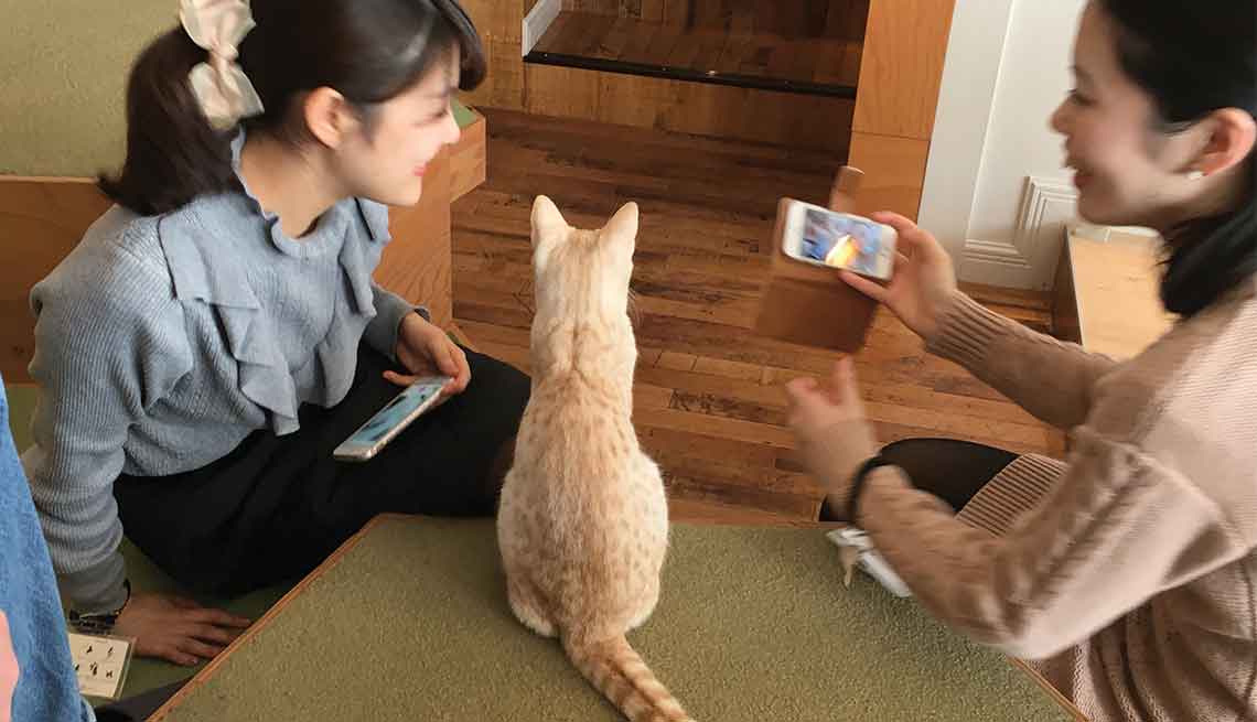 Two young women visit with an orange cat in a Tokyo cat cafe.