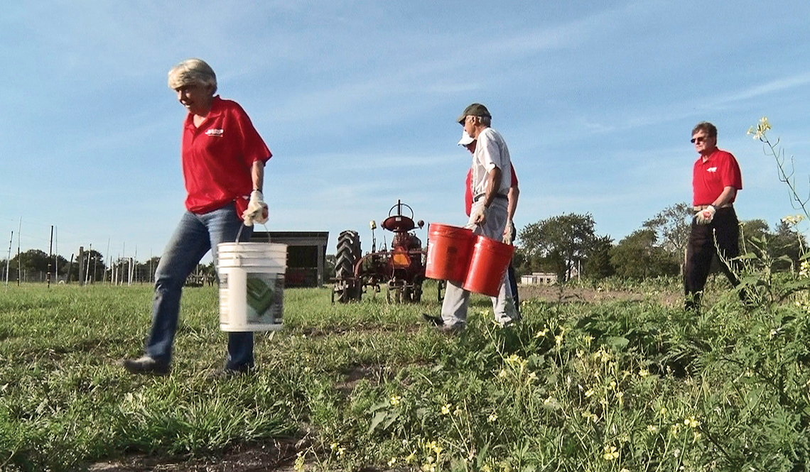 Volunteers from AARP Rhode Island harvest crops at the Jamestown Community Farm