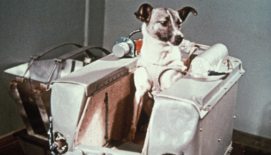 item 28 of Gallery image - Laika, the first dog in space, in the Sputnik 2 capsule