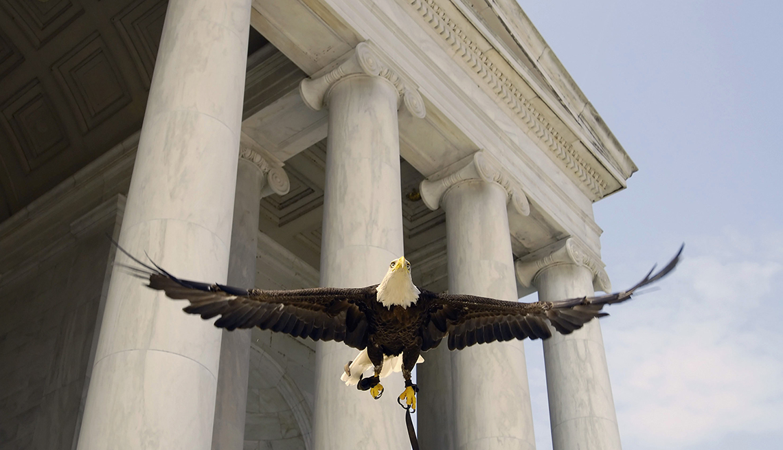 item 3 of Gallery image - Challenger, a 19-year-old male bald eagle, flies near the Jefferson Memorial