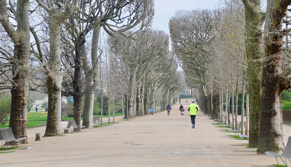 A wide walking path between rows of trees in Paris