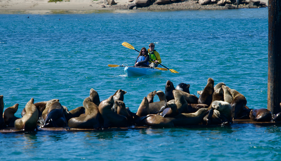 The author encountered sea lions and sea otters while kayaking in California.