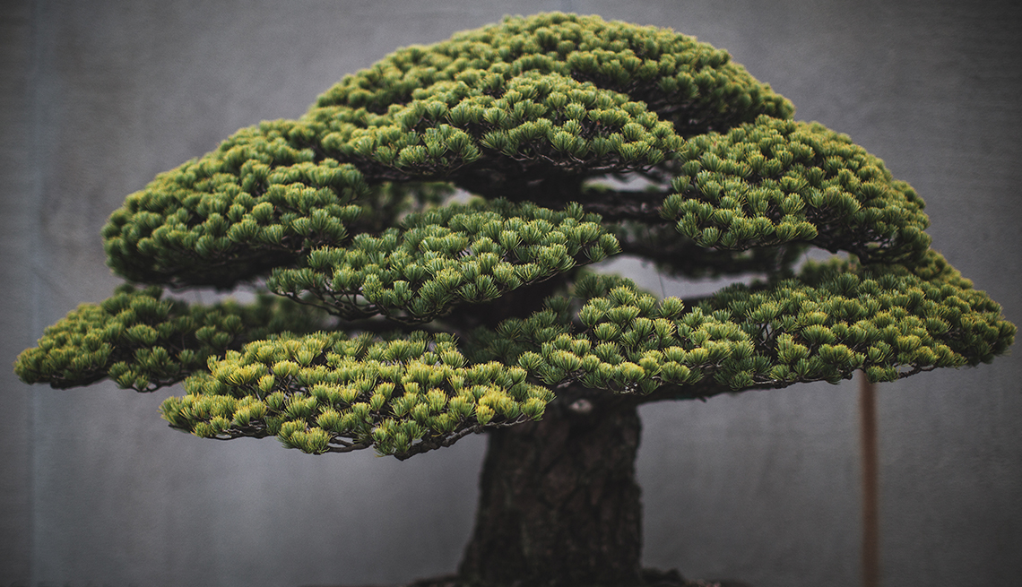 A Japanese White Pine, in training since 1625, also known as the "Yamaki Pine"
