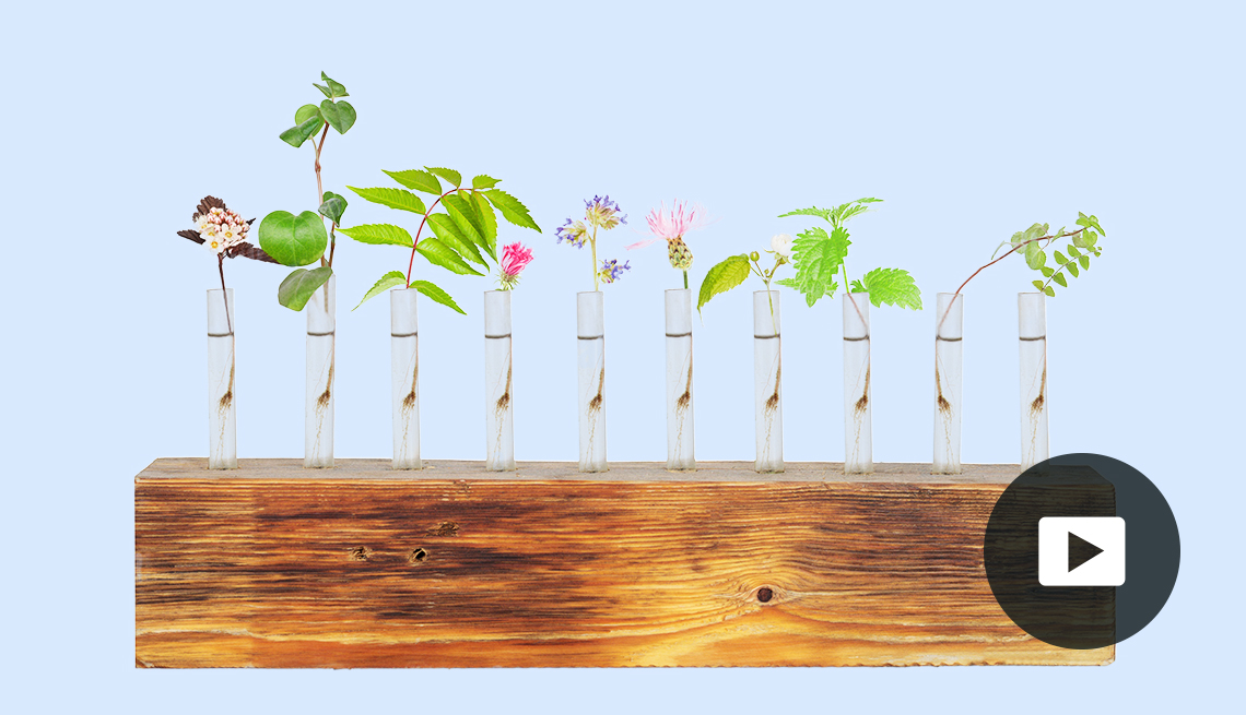 Photo illustration of plant seedlings in tubes mounted on a wood base. Video play button.
