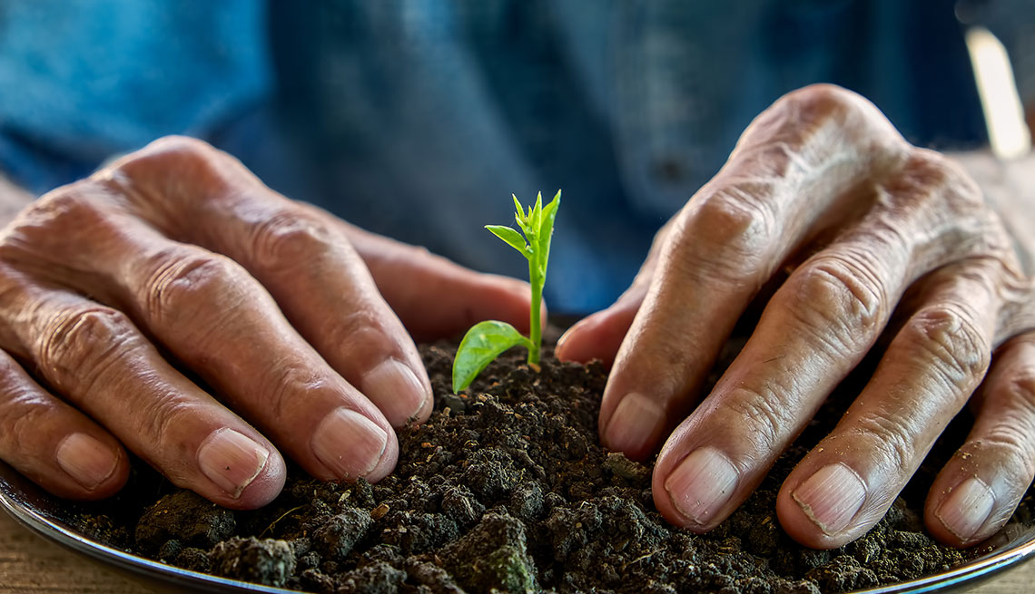 a pair of hands on a small mound of dirt with a seedling