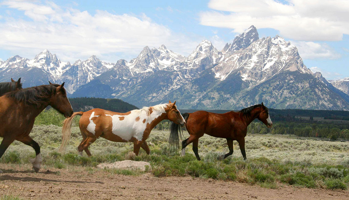 four horses in a field with snow-capped peaks in the distance against a blue sky and white clouds