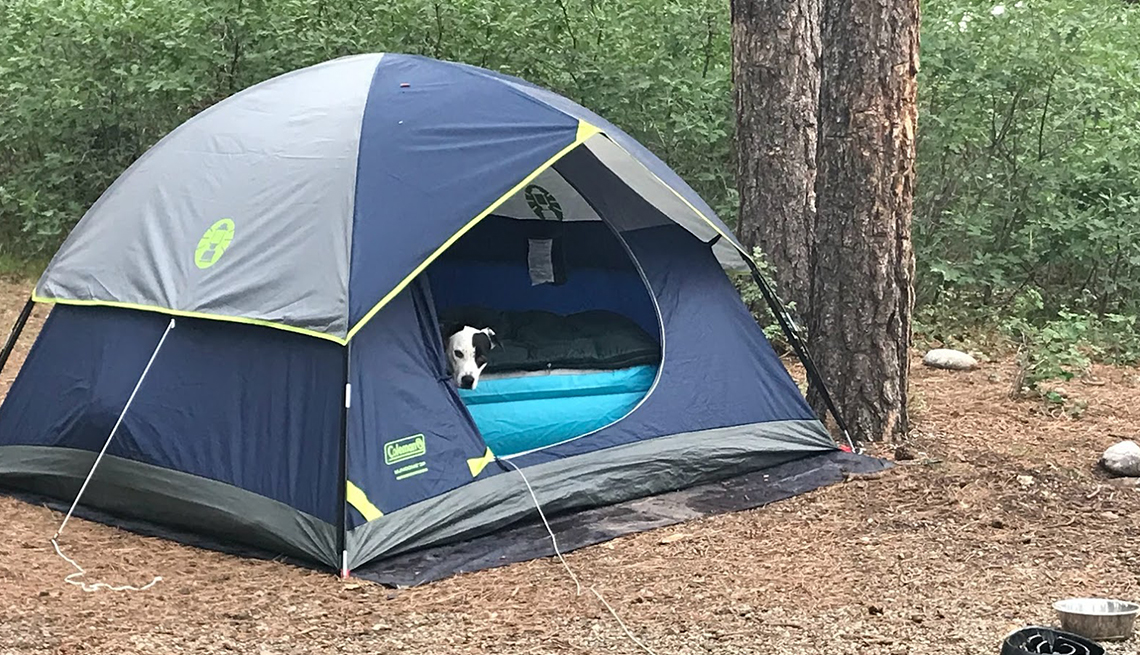 daisy poking head out of tent in the woods