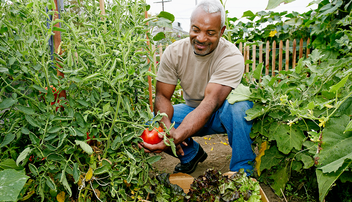 man crouching down in between plants, holding tomato that is connected to plant