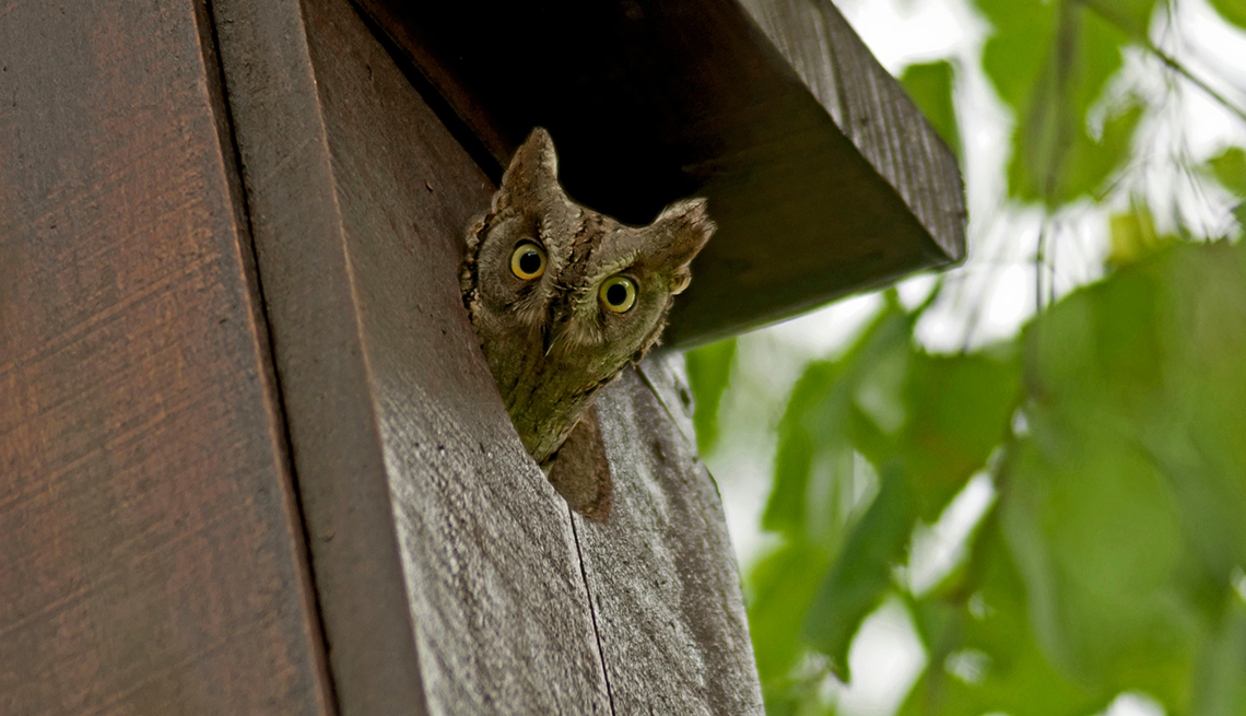owl peeking out of owl box