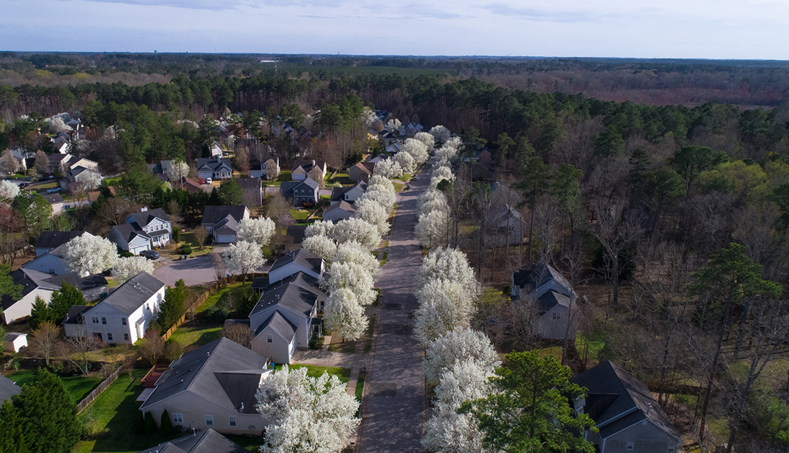 bradford pear trees lining a street; houses and other trees are beside them