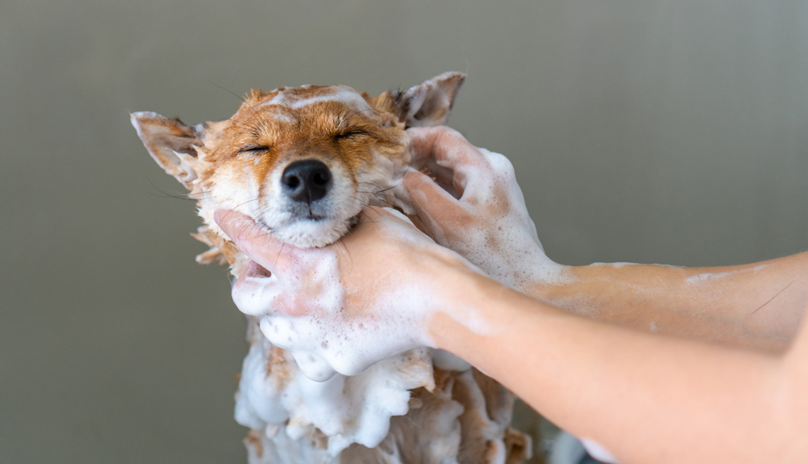 person's hands washing dog with soap and water