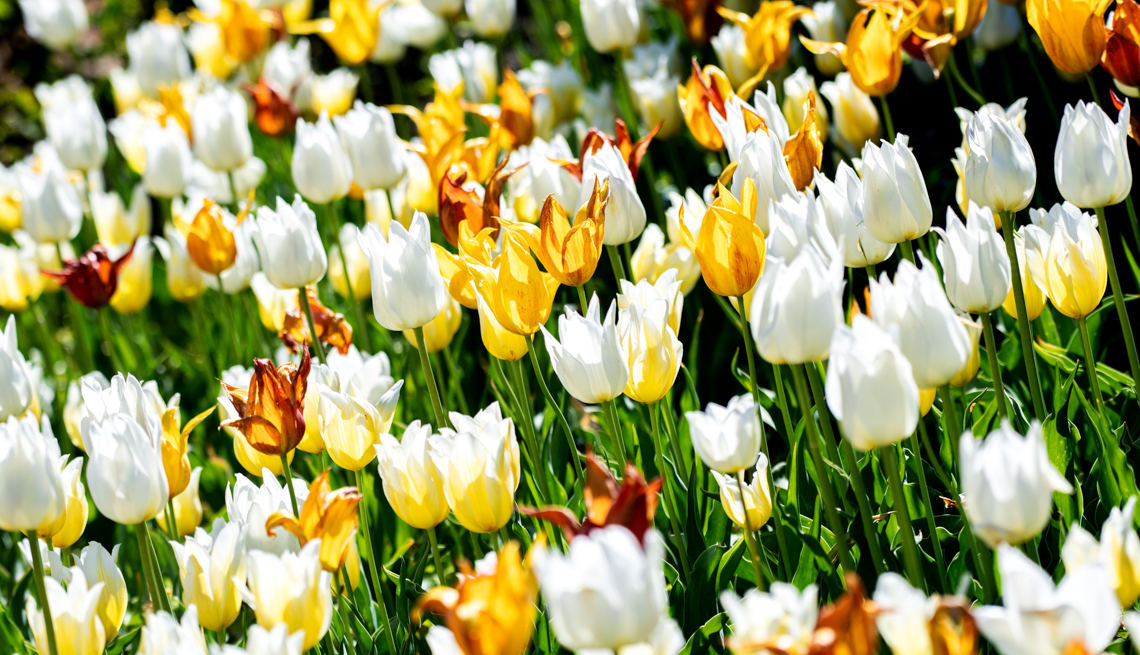 Numerous tulips in different colors bloom in a castle garden