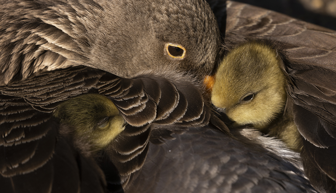 Greylag goose chicks under their parents wings in St James's Park on May 05, 2022 in London