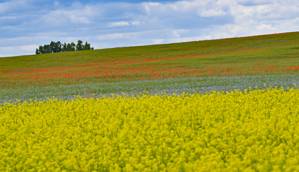 Behind a field of yellow flowering mustard plants, red corn poppies and blue cornflowers shine in a still green cornfield.