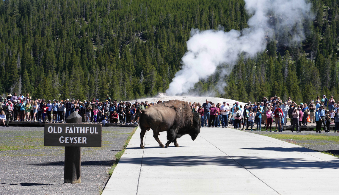 A bison walks past people who just watched the eruption of Old Faithful Geyser in Yellowstone National Park
