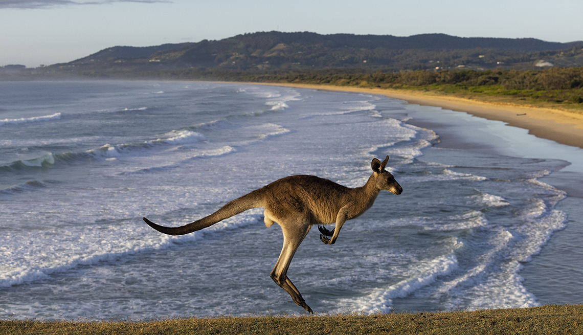 item 14 of Gallery image - a hopping kangaroo with a wide expanse of beach and headlands in the distance