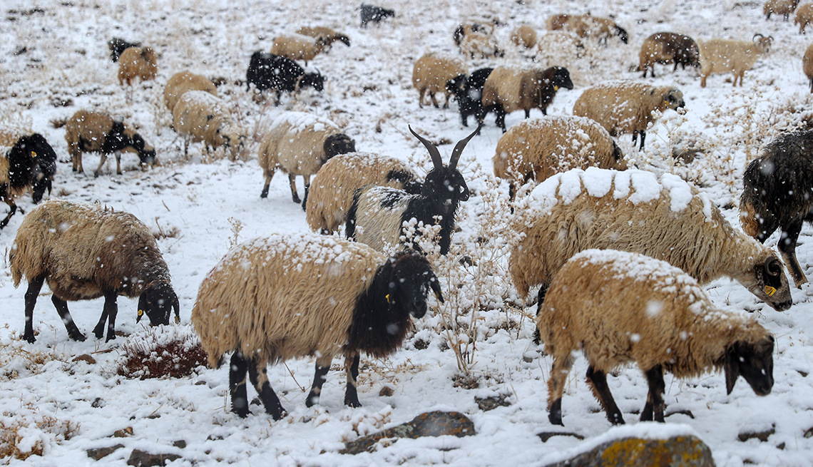 item 11 of Gallery image - a herd of sheep graze in the snow