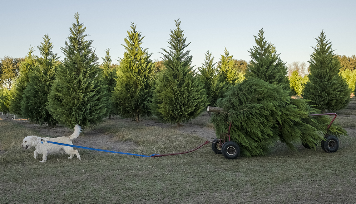 item 10 of Gallery image - a white dog pulls a wagon with a freshly cut fir tree on it on a tree farm