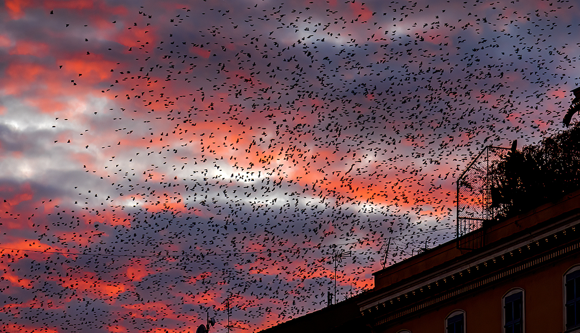 item 9 of Gallery image - flocks of starlings gather near a building under pink and purple clouds at sunset