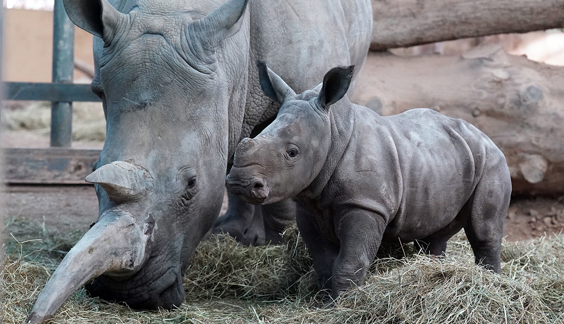item 7 of Gallery image - a mom and baby white rhino stand close to one another