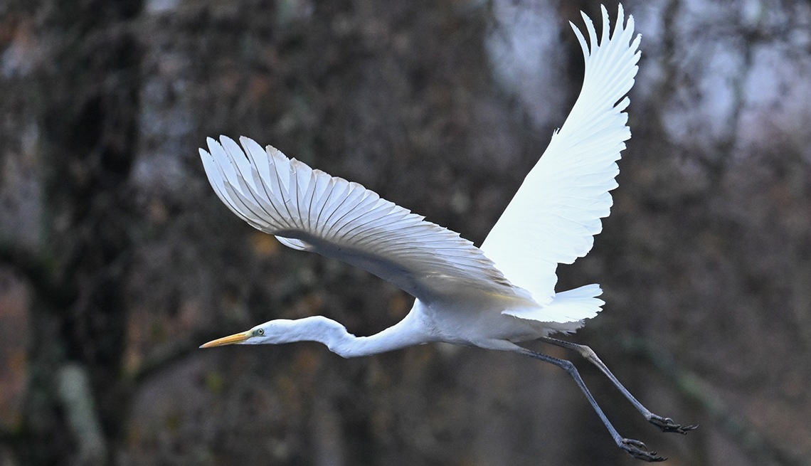 item 2 of Gallery image - great egret flying with wings outstretched