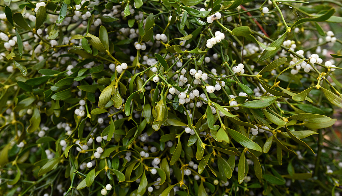 item 3 of Gallery image - bundles of mistletoe