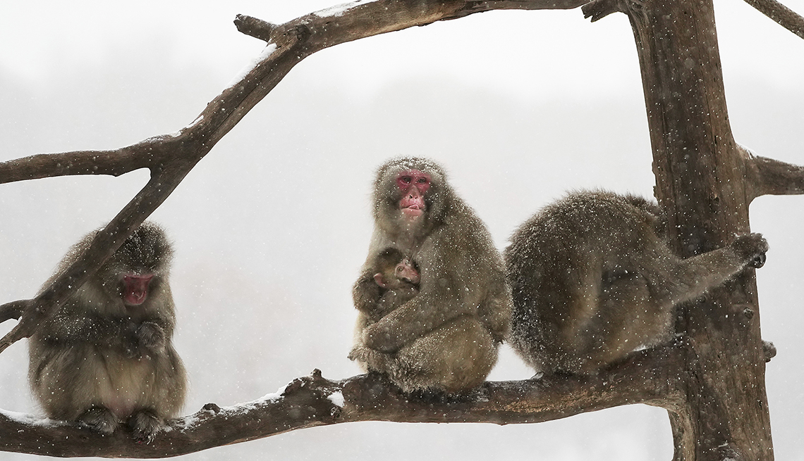 four snow monkeys sitting on tree branches, one holding a baby monkey