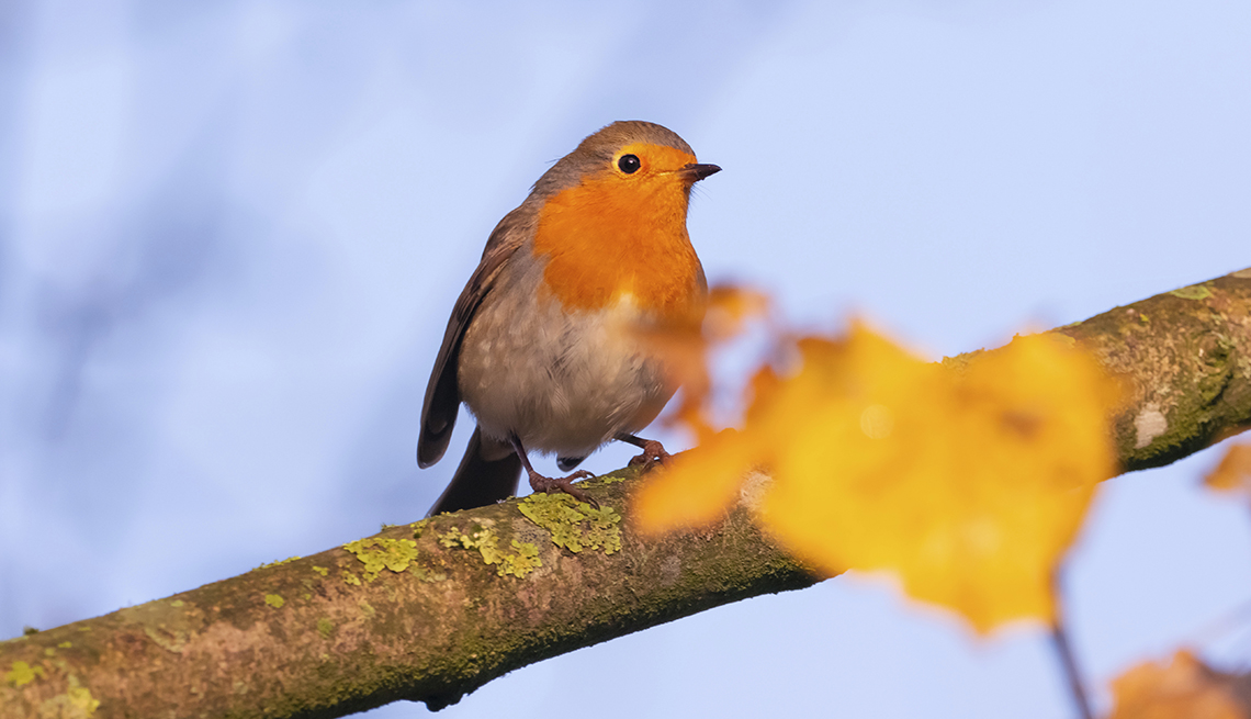 a robin with a bright orange breast sits on a bare branch on a sunny day, with a sunlit gold leaf in the foreground