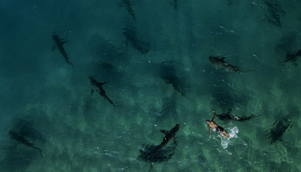item 16 of Gallery image - aerial view of a dozen sandbar sharks swimming near a snorkeler in clear blue-green water