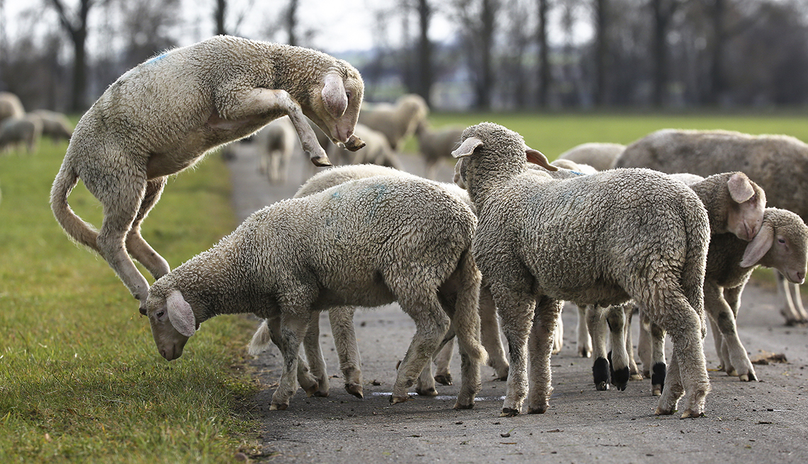item 15 of Gallery image - sheep gather and one is jumping on a road and pasture