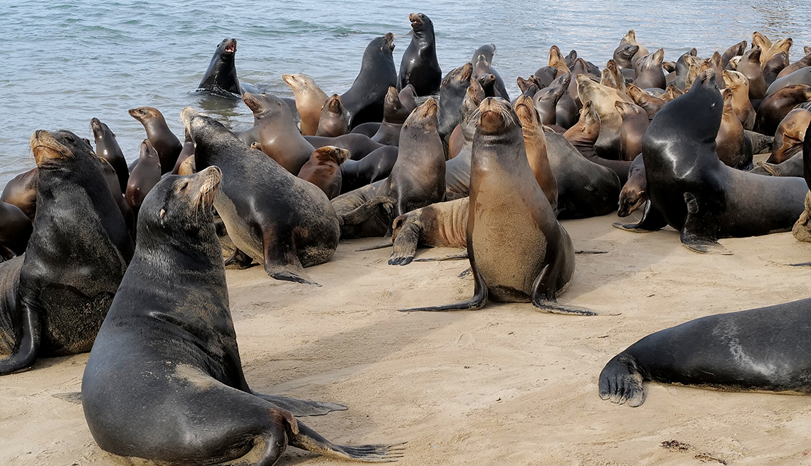 item 12 of Gallery image - dozens of sea lions gather on a beach at the water’s edge