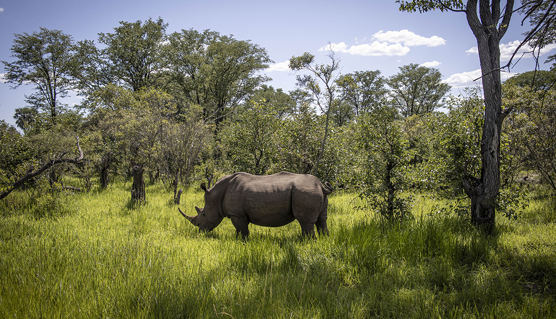 item 10 of Gallery image - a white rhino stands in tall grass surrounded by trees