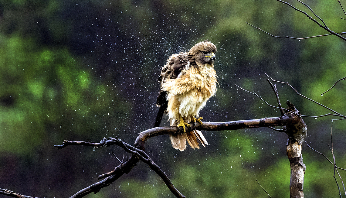 item 8 of Gallery image - a red-tailed hawk sits on a bare branch shaking rain from its feathers