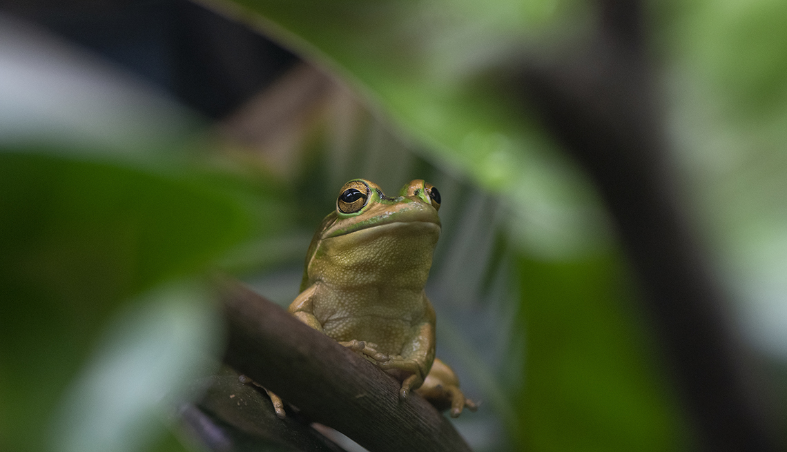 item 4 of Gallery image - a golden bell frog sits on a branch surrounded by green leaves