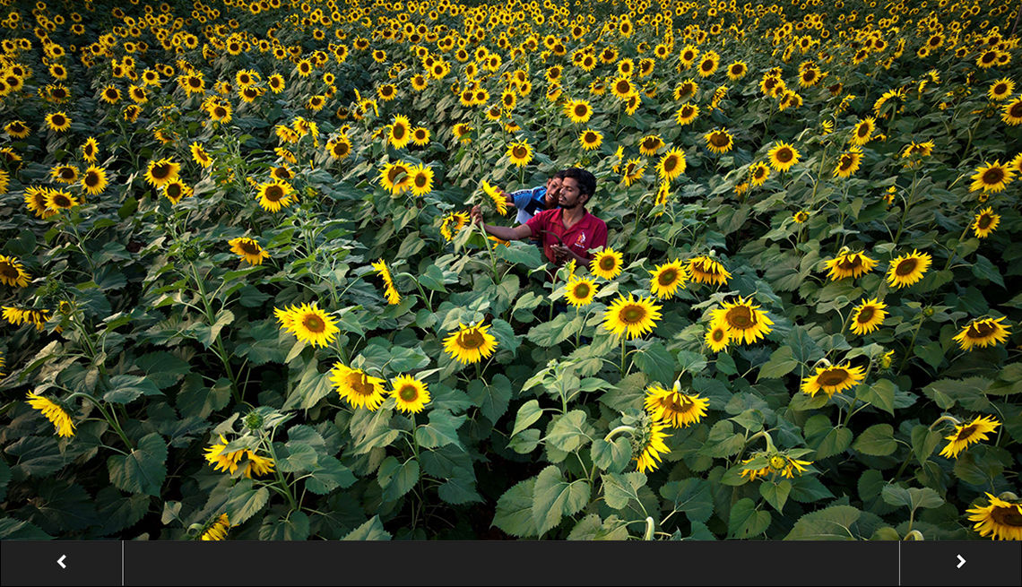 two people in the middle of a field full of tall sunflowers, with slideshow overlay 