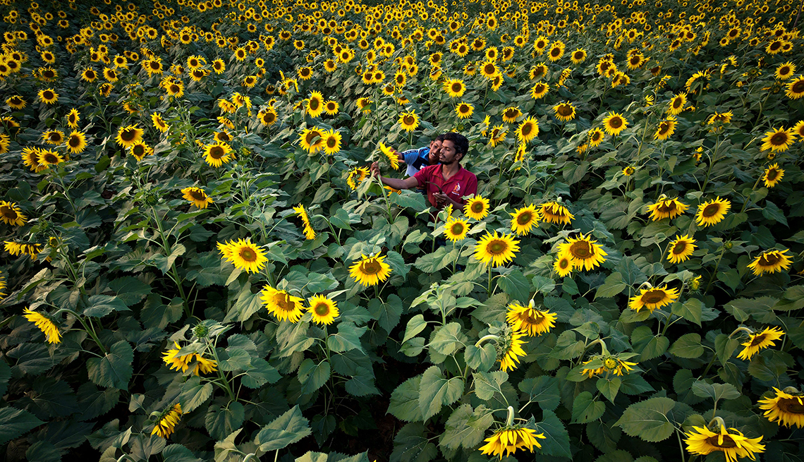 item 1 of Gallery image - two people in the middle of a field full of tall sunflowers