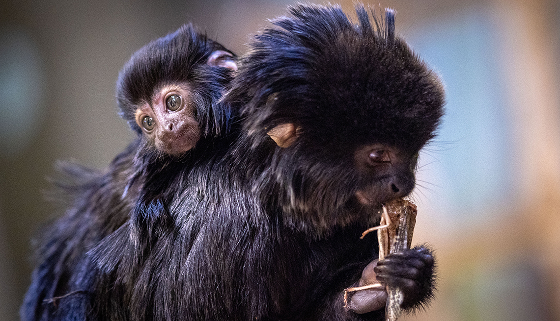 a baby tamarin monkey clings to the fur of its mother, who is eating a large insect