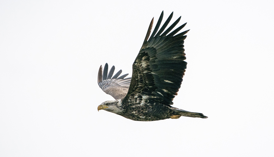 item 17 of Gallery image - a juvenile bald eagle in flight against a white background