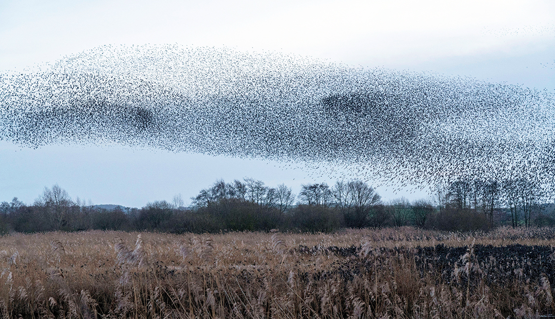 item 14 of Gallery image - thousands of starlings swarm like a black cloud over marshland