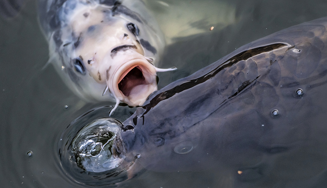 item 12 of Gallery image - two carp in pond water, one looking up with its mouth open