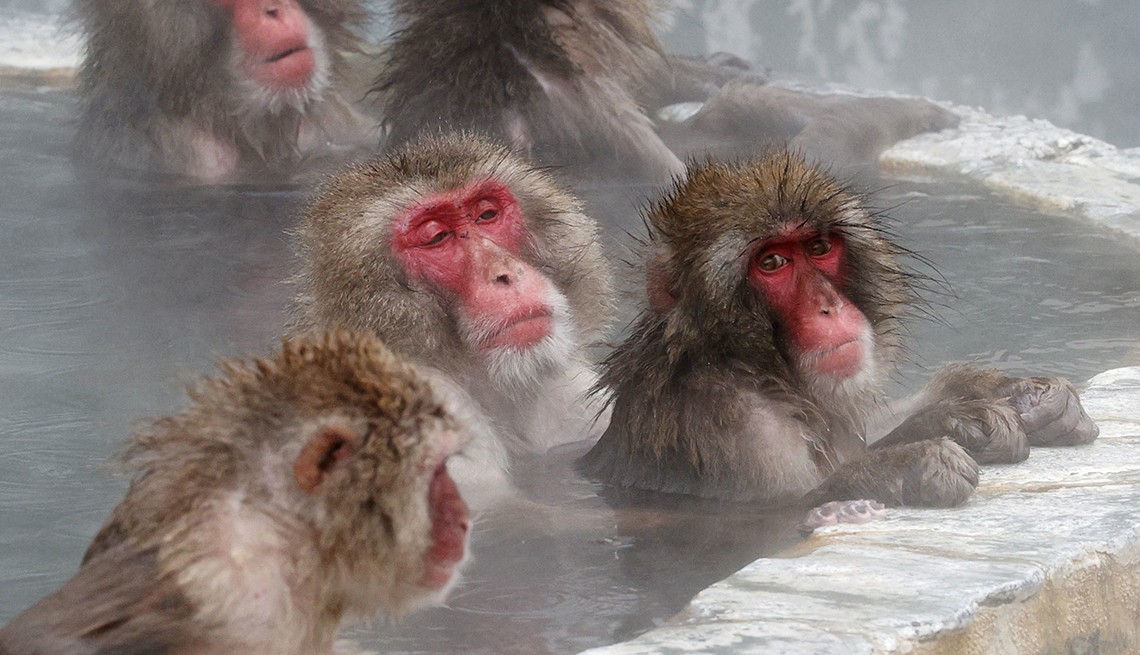 item 7 of Gallery image - monkeys soak in a hot spring while holding onto a stone retaining wall
