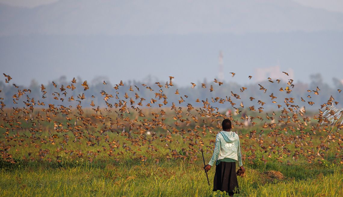 item 5 of Gallery image - a girl stands in rice field with a mountain in the distance as a flock of red-billed quelea birds take flight