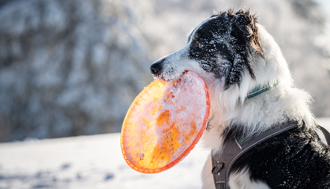 item 3 of Gallery image - a snow-covered collie with a snow-covered orange frisbee in its mouth