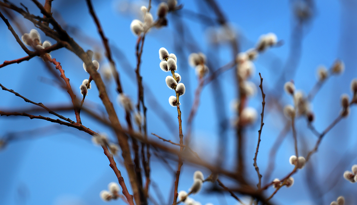 item 1 of Gallery image - closeup of white buds on branches of palm catkins against a blue sky