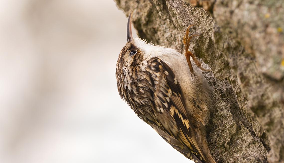 item 2 of Gallery image - a short-toed treecreeper perched on the trunk of a tree