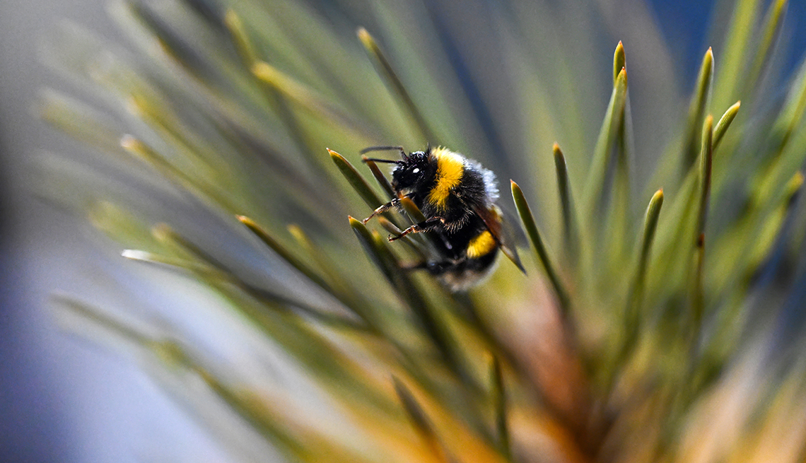 item 14 of Gallery image - closeup of a bumblebee resting on a plant